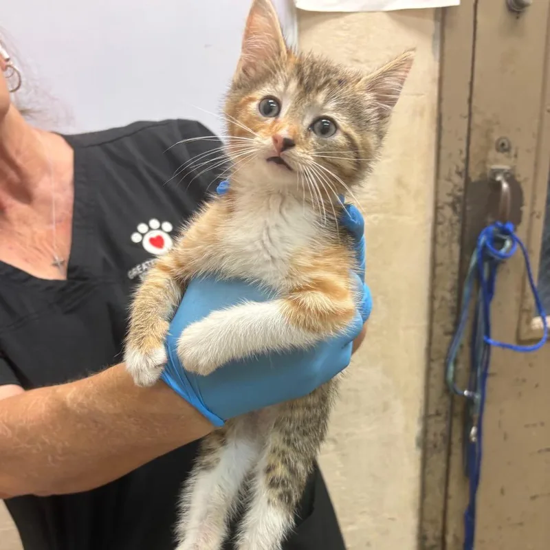 A baby small-sized female Torbie Domestic Short Hair cat named Myrna for adoption in Birmingham, AL