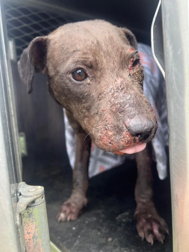 A young small-sized female Mixed Breed dog named Betty for adoption in Rome, GA
