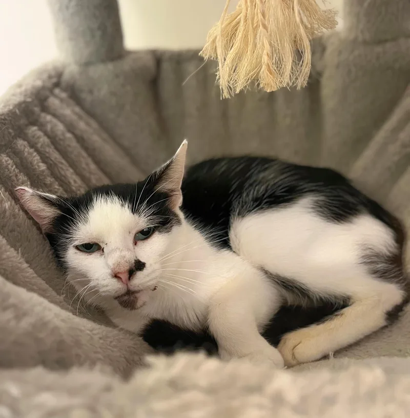 A young medium-sized female Black & White / Tuxedo Domestic Short Hair cat named Cruella for adoption in Seville, OH