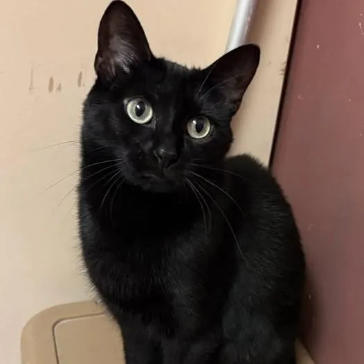 An adult small-sized female Black Domestic Short Hair cat named Cocoa Puff for adoption in Monticello, IL