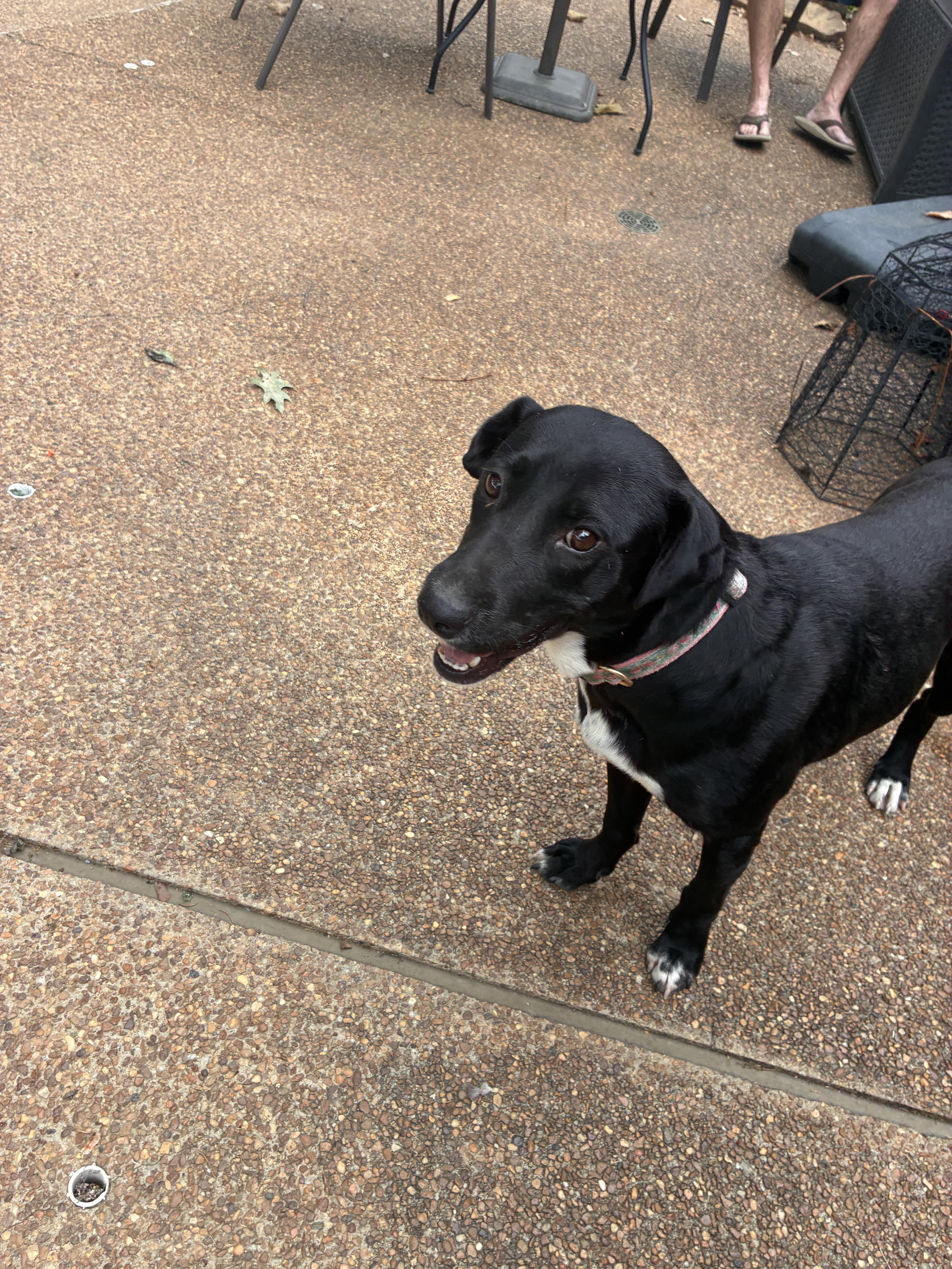 A young medium-sized female Labrador Retriever dog named Emma for adoption in Cordova, TN