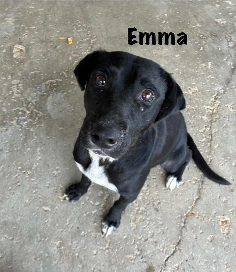 Emma thumbnail 4