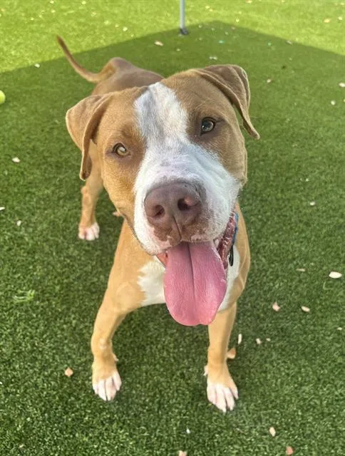 An adult large-sized male Terrier dog named Terry for adoption in Miami, FL