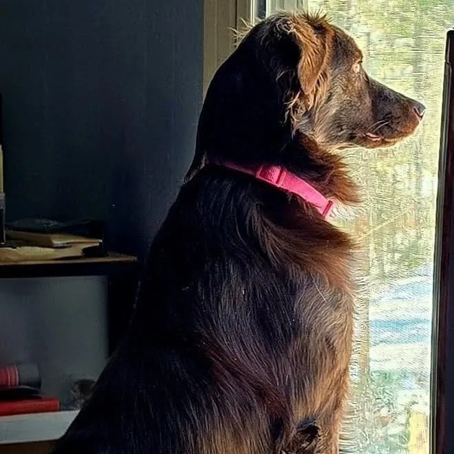 An adult medium-sized female Brown / Chocolate Australian Shepherd dog named Delilah for adoption in Chicopee, MA