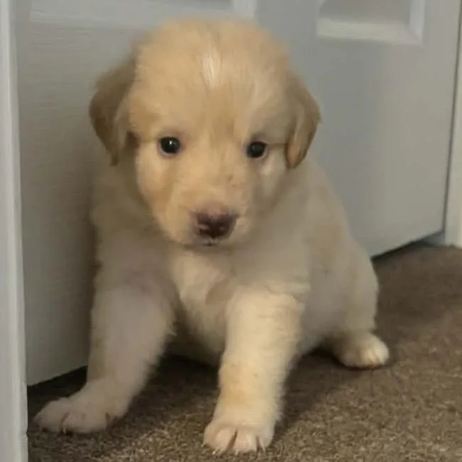 A baby small-sized female Apricot / Beige Great Pyrenees dog named Goldie for adoption in Buffalo, MN