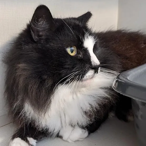 Littlebit thumbnail 3