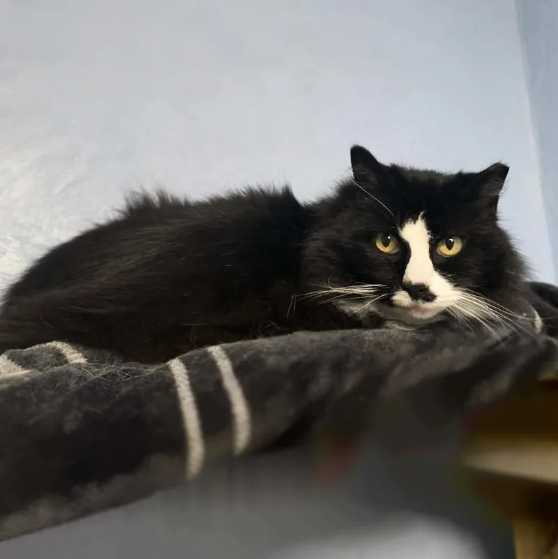 Littlebit thumbnail 5