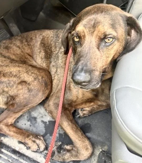 An adult large-sized male Plott Hound dog named Scout for adoption in Houston, TX