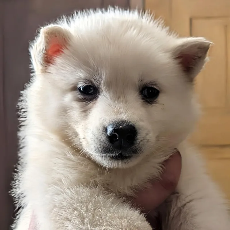 Murphy