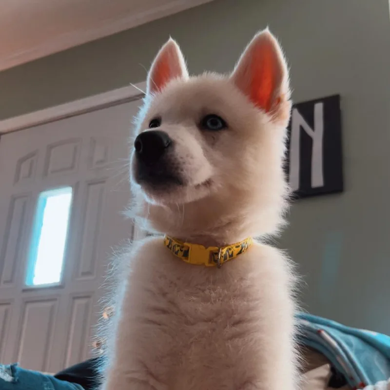 Murphy thumbnail 2