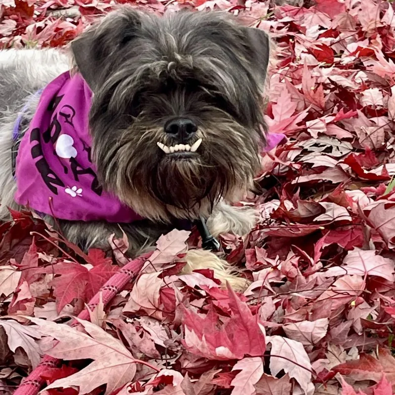 Poindexter thumbnail 2