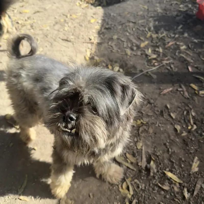 Poindexter thumbnail 3