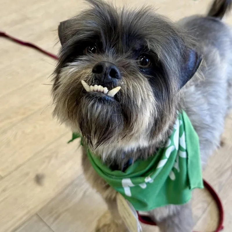 Poindexter thumbnail 6