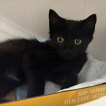 A baby small-sized male Domestic Short Hair cat named ParmeSean for adoption in Voorhees, NJ