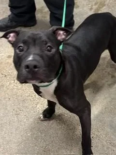 A baby medium-sized male Black Pit Bull Terrier dog named Castor for adoption in Cleveland, OH