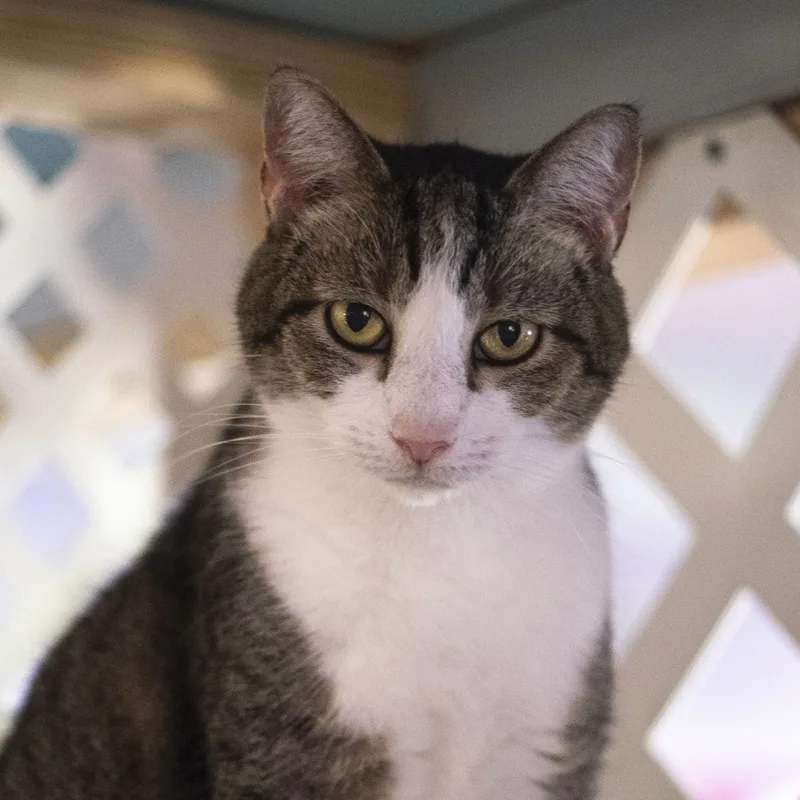 A senior medium-sized female American Shorthair cat named Suzi Q for adoption in Mount Rainier, MD