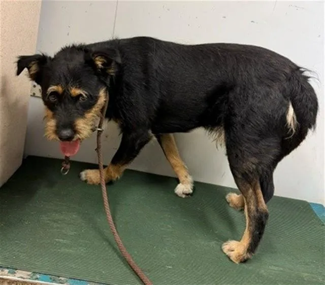 An adult medium-sized male Terrier dog named Boz for adoption in Baldwin Park, CA
