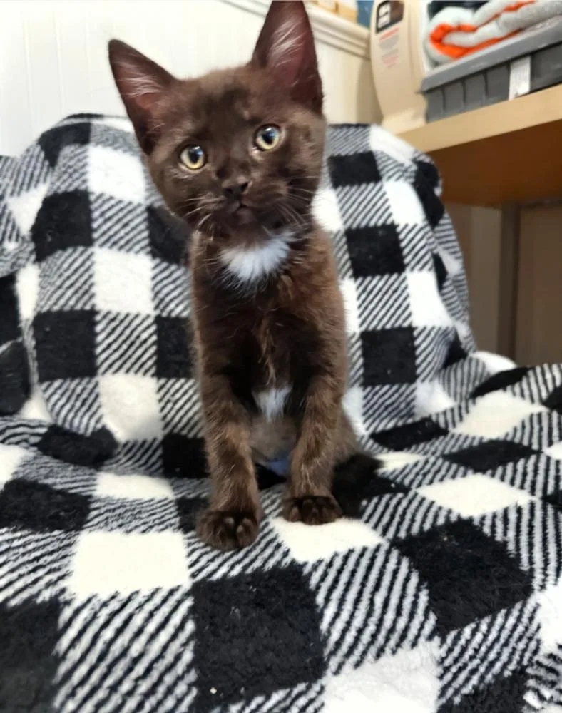 A baby small-sized female Black & White / Tuxedo Domestic Short Hair cat named Samosa for adoption in Fremont, CA
