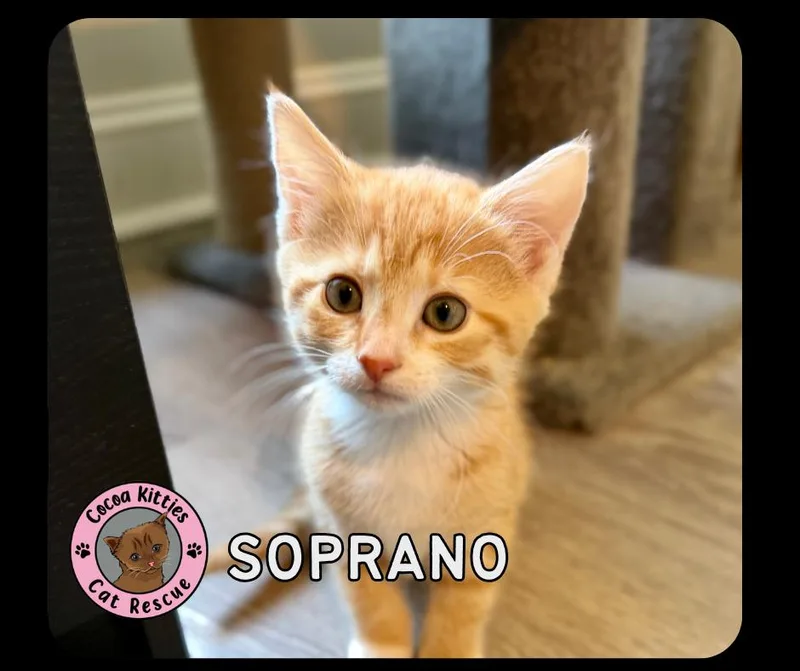 Soprano thumbnail 2