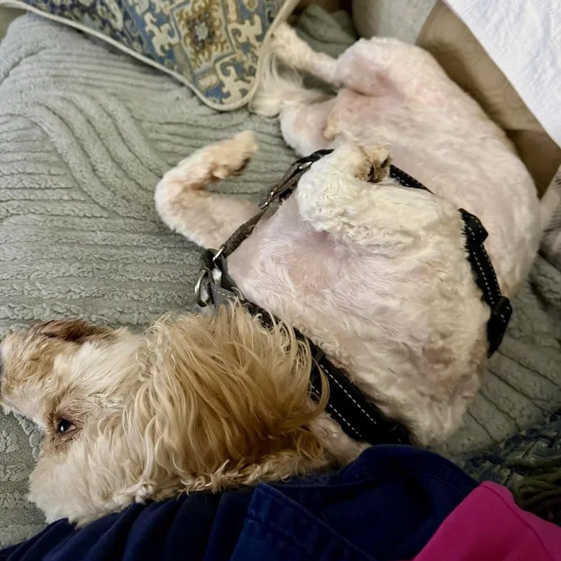 An adult small-sized male White / Cream Cavachon dog named Muenster for adoption in Plano, TX