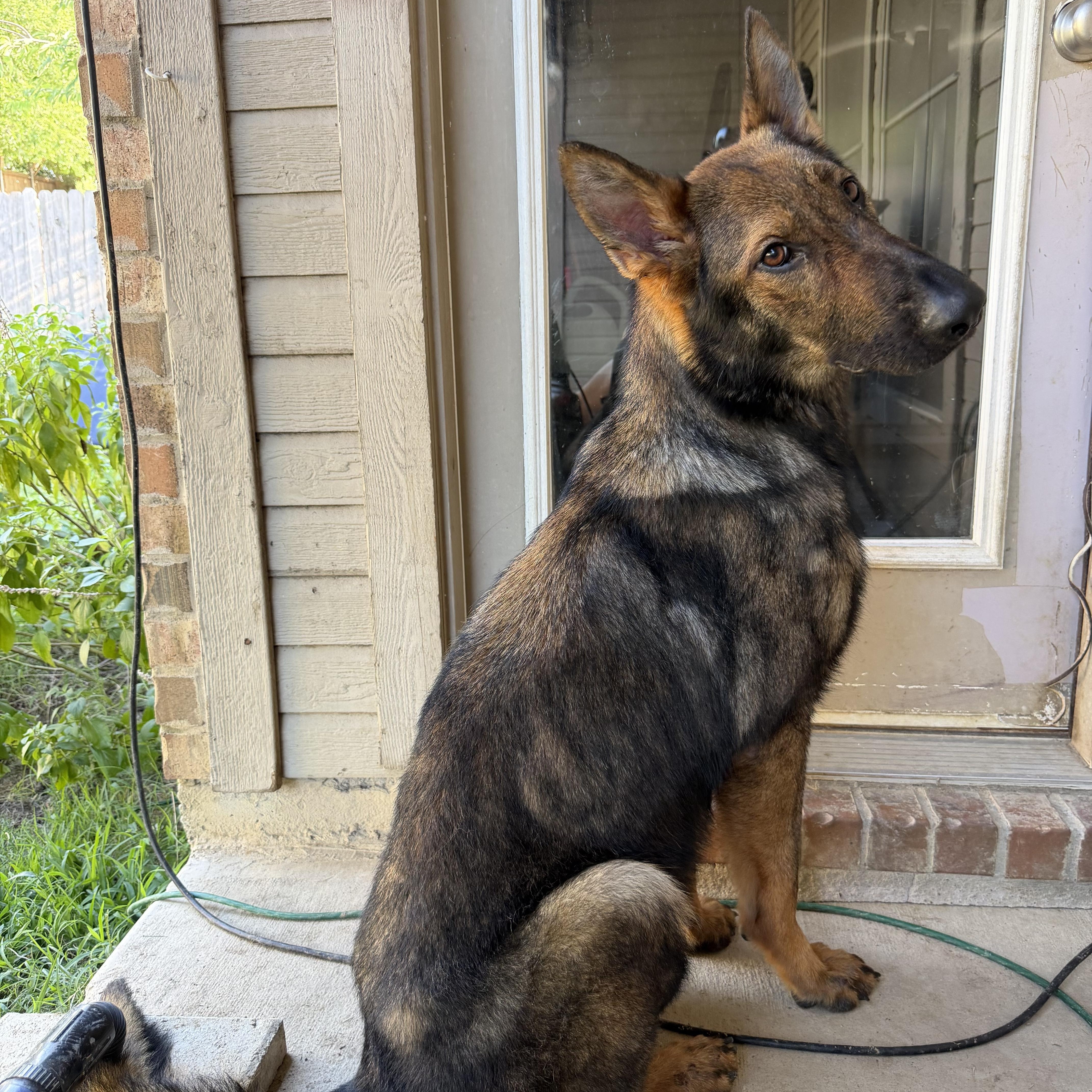 A young large-sized male Bicolor German Shepherd Dog dog named Hank for adoption in New Rochelle, NY