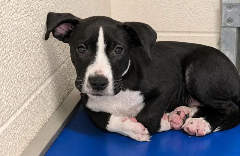 A baby medium-sized female Labrador Retriever dog named Sage for adoption in Seven Points, TX