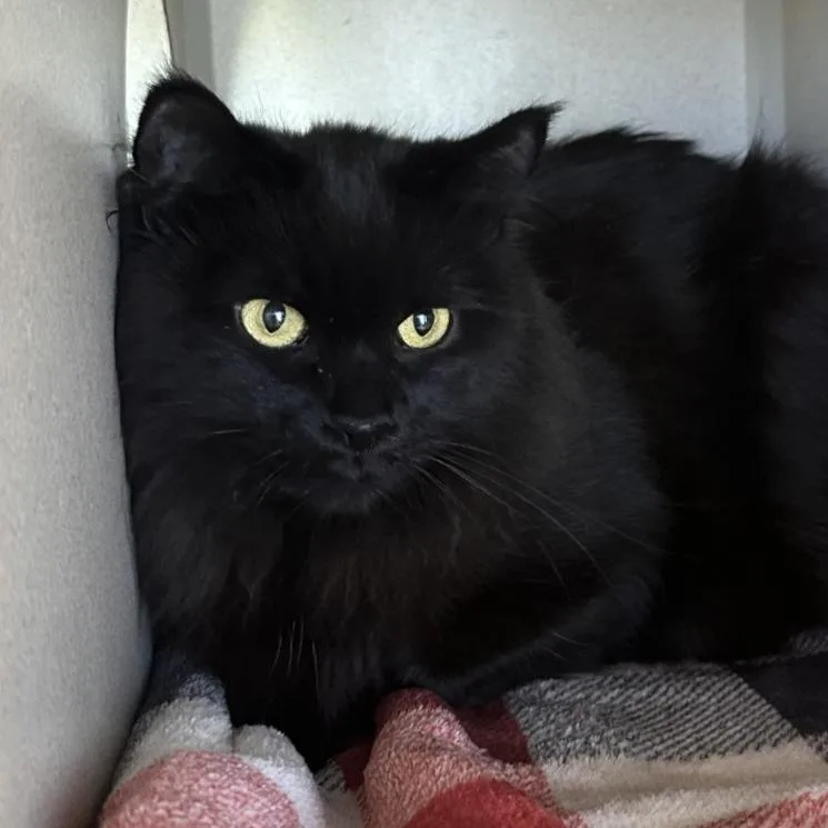 An adult medium-sized female Black Domestic Long Hair cat named Piper for adoption in Reno, NV