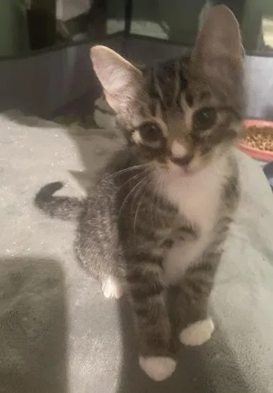 A baby small-sized female Tabby (Gray / Blue / Silver) Domestic Short Hair cat named Marshmallow for adoption in Liverpool, TX