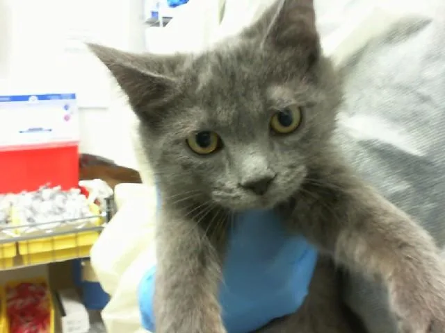 A baby small-sized male Domestic Short Hair cat named Chancho for adoption in Albuquerque, NM