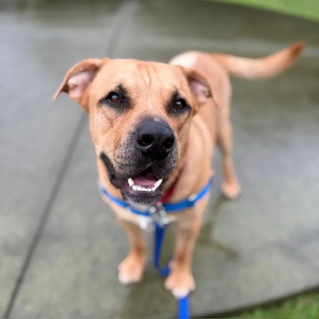 An adult extra large-sized male Mastiff dog named Alex for adoption in Boston, MA