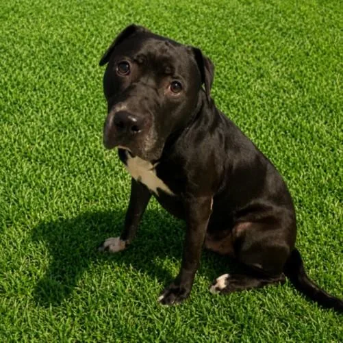 An adult large-sized male Pit Bull Terrier dog named Oscar for adoption in Clinton Township, MI
