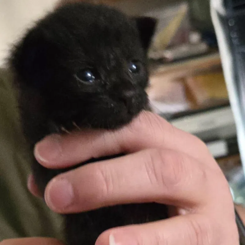 A baby small-sized male Black Domestic Short Hair cat named Patches for adoption in Wichita, KS