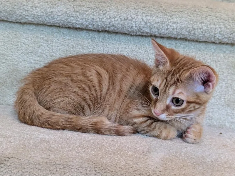 A baby medium-sized male Domestic Short Hair cat named Ziti for adoption in Youngsville, NC