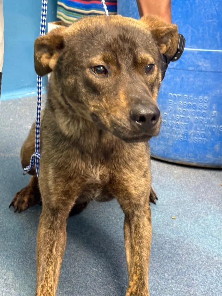 A young medium-sized male Shepherd dog named Gunner for adoption in Effingham, SC