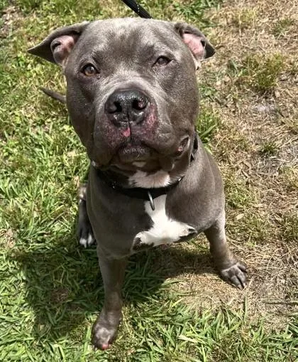 An adult large-sized male Mixed Breed dog named Kane for adoption in Palm Coast, FL