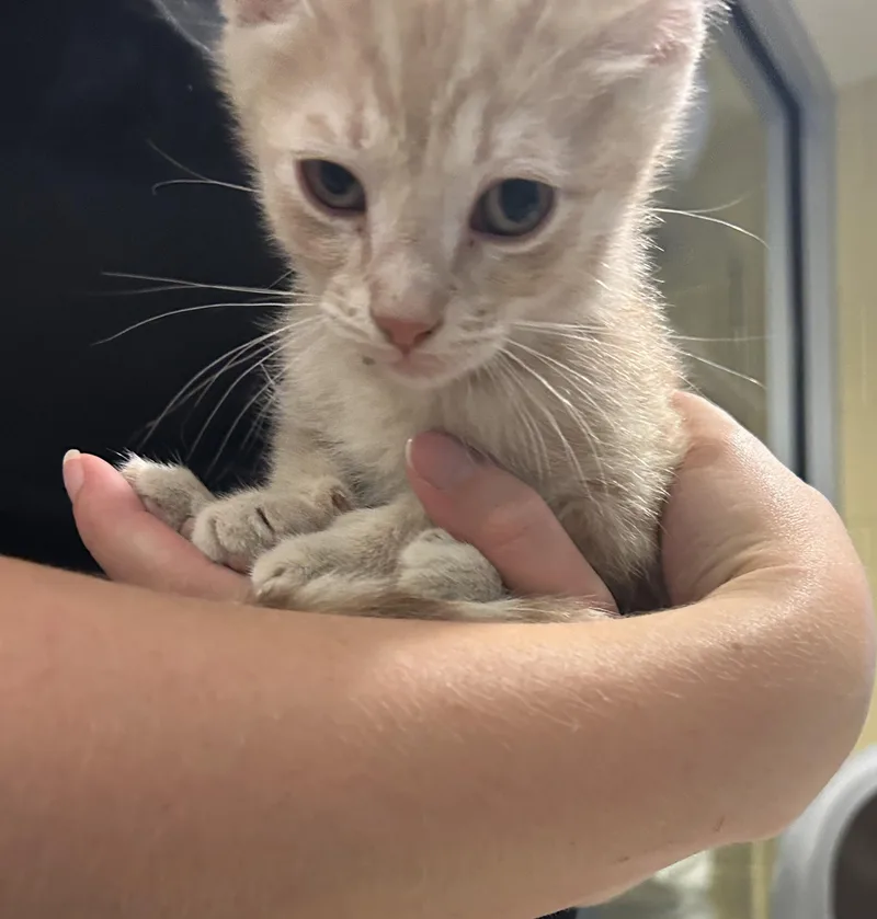 A baby medium-sized male Tabby (Orange / Red) Domestic Short Hair cat named Kid Flash for adoption in Charleston, SC
