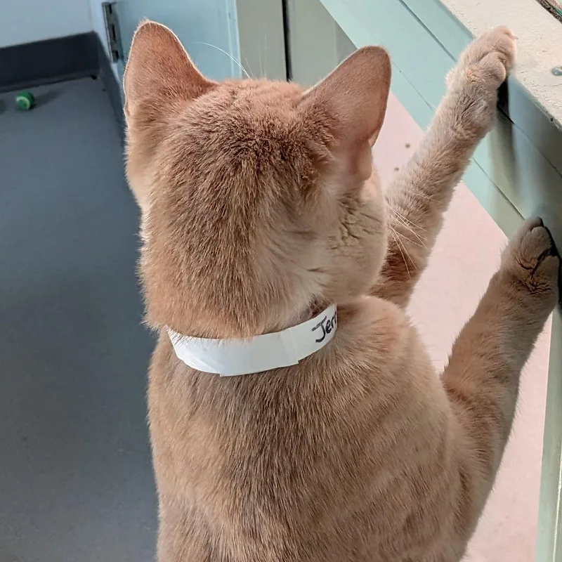 A young large-sized male Orange / Red Domestic Short Hair cat named Jerri for adoption in Lakewood, CO