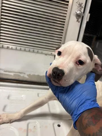 A baby small-sized female Terrier dog named Java for adoption in Olivette, MO