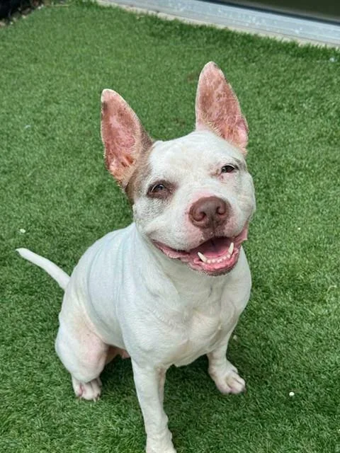 An adult medium-sized female Mixed Breed dog named Betty for adoption in Dallas, TX