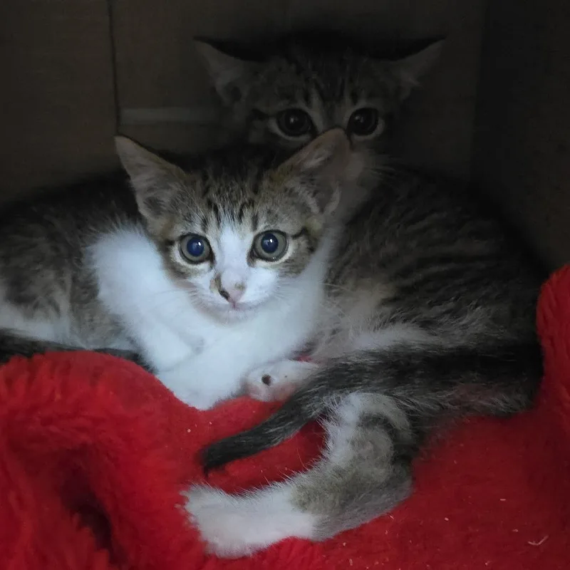 A baby small-sized male Brown / Chocolate Domestic Short Hair cat named Para for adoption in Yanceyville, NC