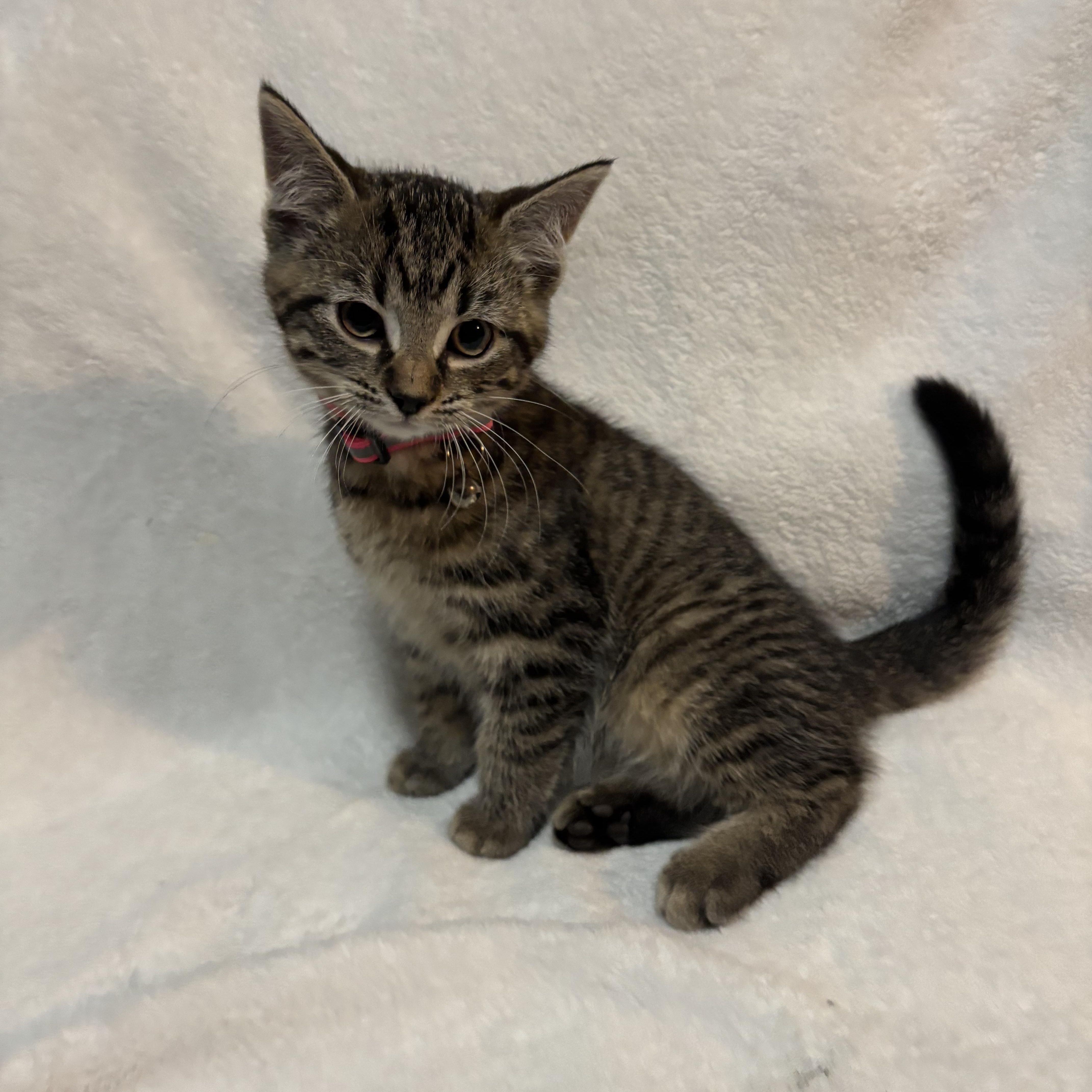 A baby medium-sized female Tabby (Brown / Chocolate) Domestic Short Hair cat named Funnel Cake for adoption in Farmington, MN