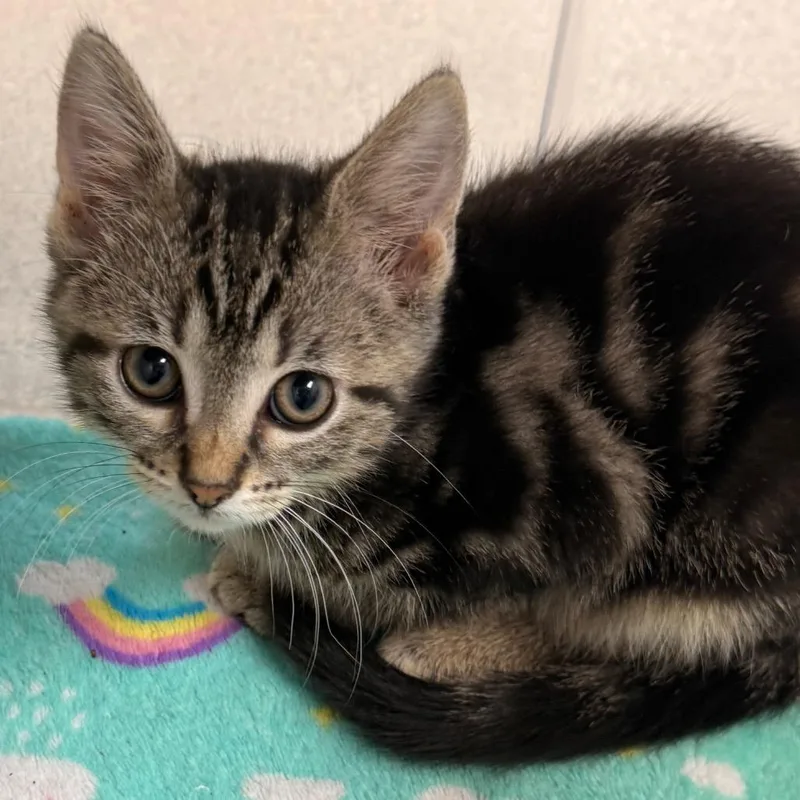 A baby small-sized female Brown / Chocolate Domestic Short Hair cat named Hattie for adoption in Evansville, IN