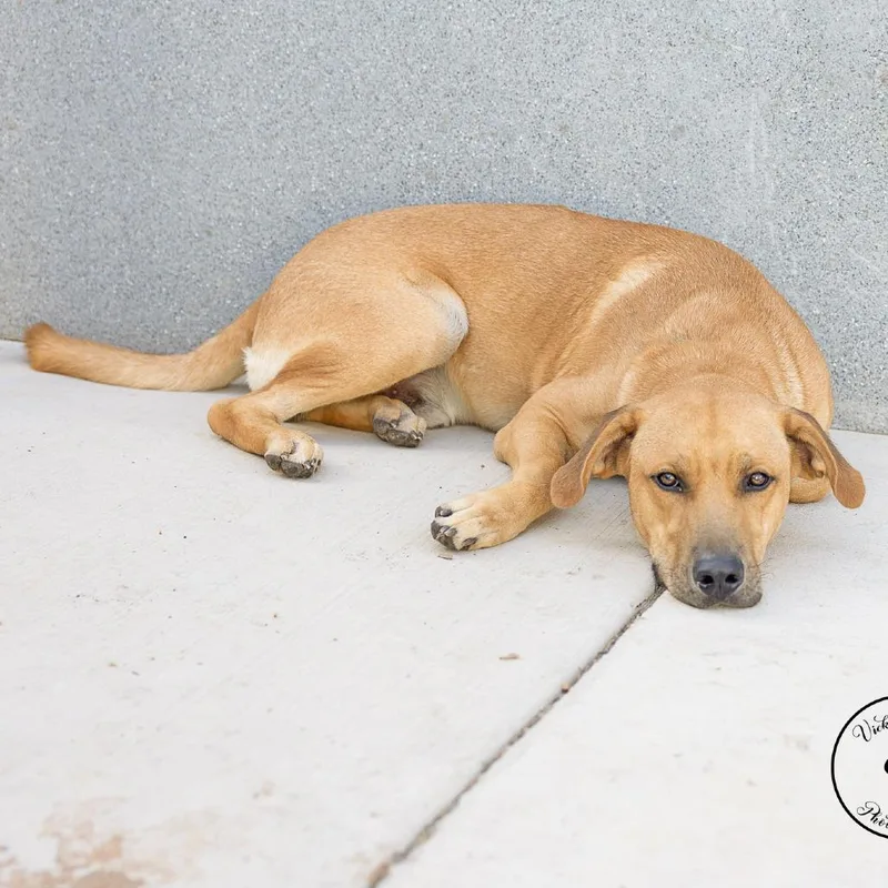 A young medium-sized male Golden Retriever dog named Jack for adoption in Abilene, TX