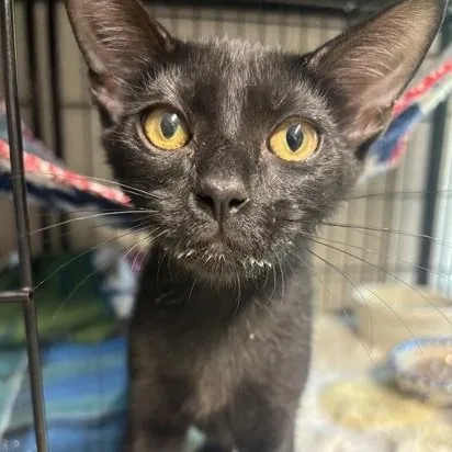 A baby medium-sized male Black Domestic Short Hair cat named Rico for adoption in Bulverde, TX