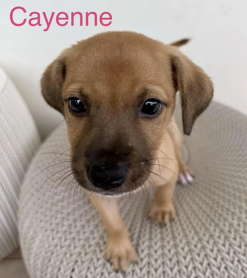 Cayenne
