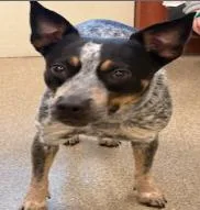 An adult medium-sized female Australian Cattle Dog / Blue Heeler dog named Nellie for adoption in Bradenton, FL