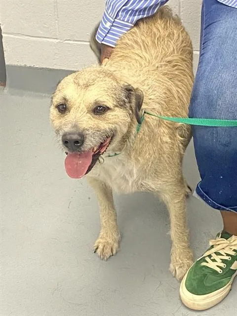 An adult large-sized male Terrier dog named Luke for adoption in Saint Cloud, FL