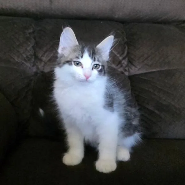 A baby small-sized female Black Domestic Short Hair cat named NRizzo for adoption in Arizona City, AZ