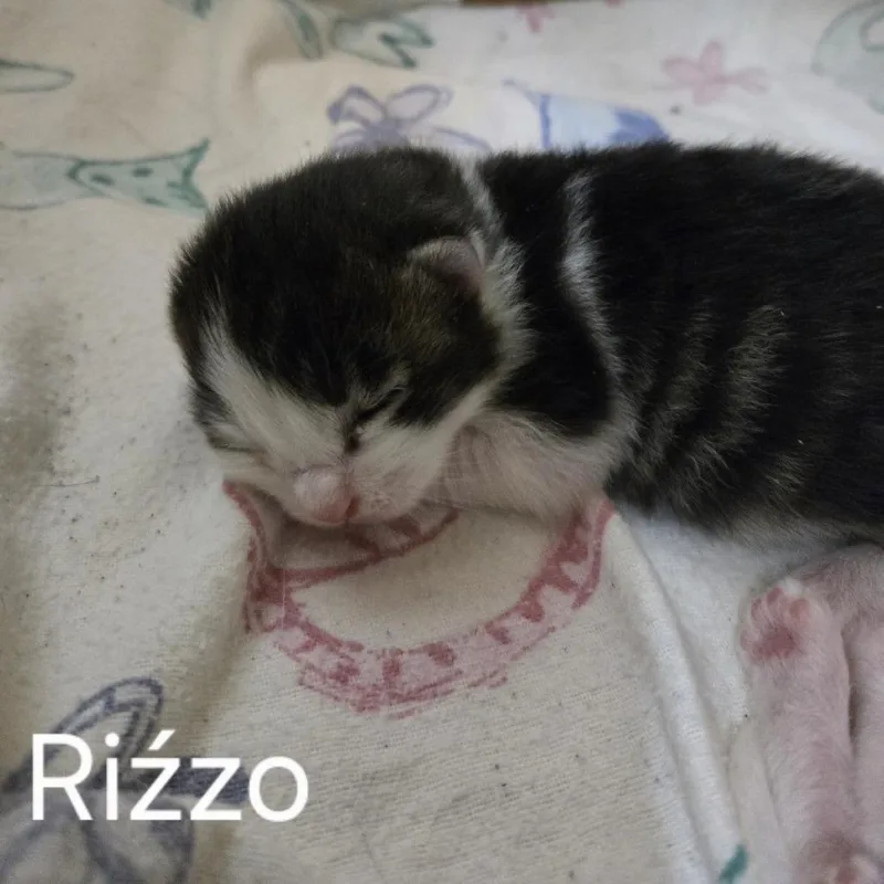 NRizzo thumbnail 2