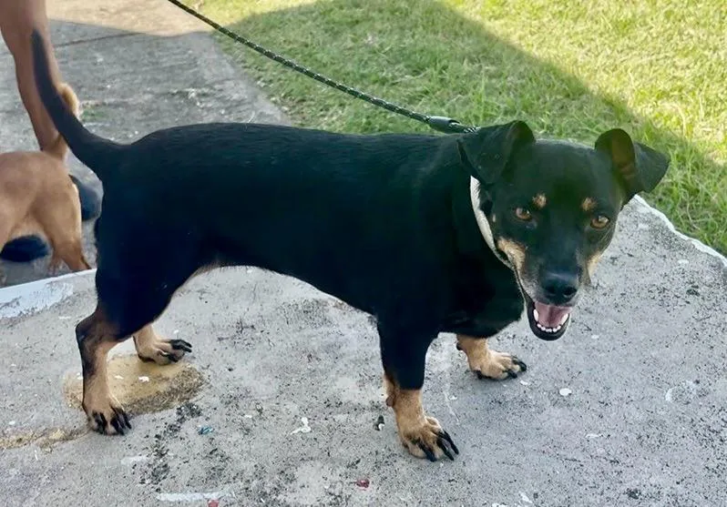 An adult small-sized male Dachshund dog named Kary for adoption in Fajardo, PR